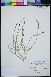 Eriogonum heermannii var. clokeyi image