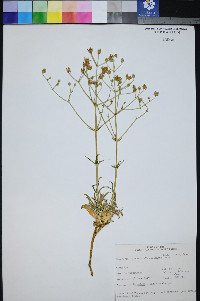Frasera albomarginata image
