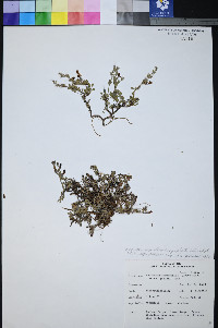 Penstemon thompsoniae var. jaegeri image