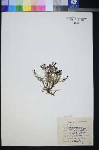 Penstemon thompsoniae var. jaegeri image