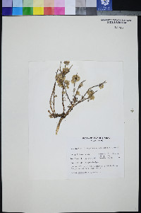 Ipomopsis congesta image