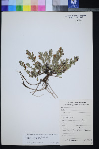 Penstemon thompsoniae var. jaegeri image