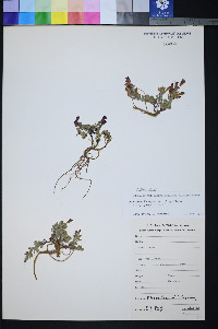 Penstemon thompsoniae var. jaegeri image