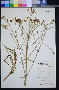 Frasera albomarginata image