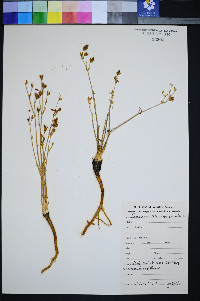 Frasera albomarginata image