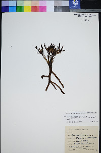 Pedicularis semibarbata var. charlestonensis image