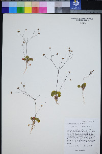 Eriogonum rubricaule image