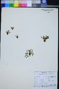 Ivesia jaegeri image