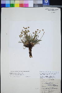Peucedanum graveolens image