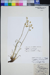 Peucedanum graveolens image