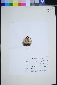 Coryphantha vivipara var. vivipara image