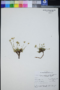 Eremogone congesta image