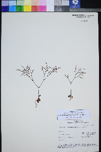 Johanneshowellia puberula image