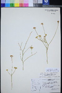 Perityle intricata image