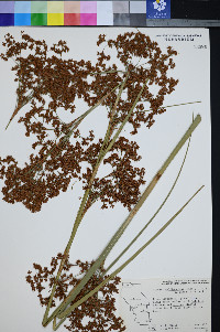 Cladium californicum image