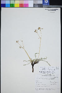 Peucedanum graveolens image