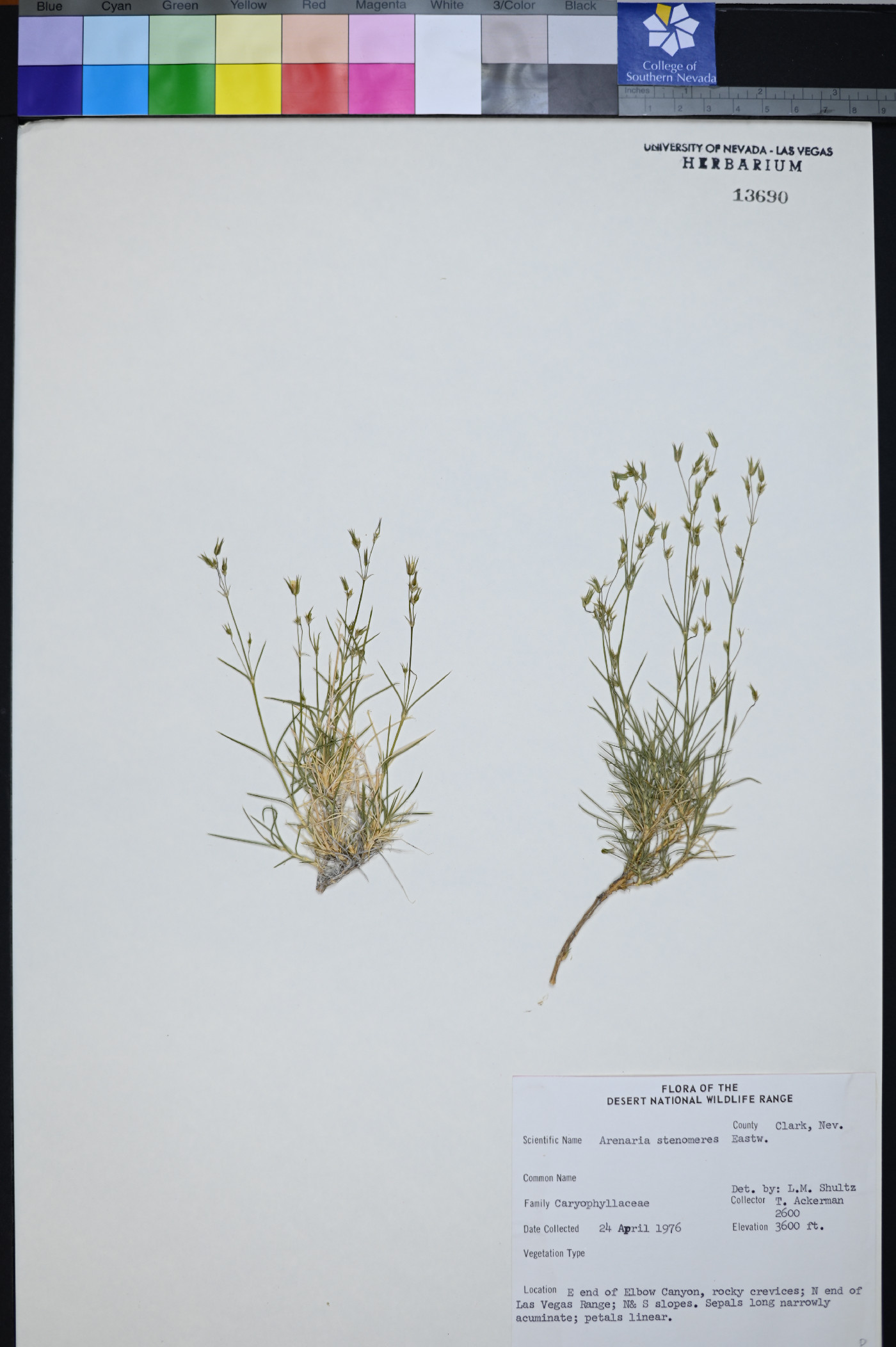 Eremogone stenomeres image