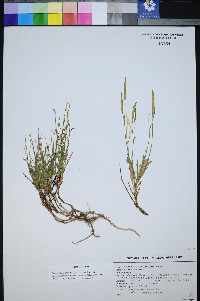 Boechera platysperma image