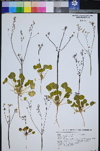 Eriogonum rubricaule image
