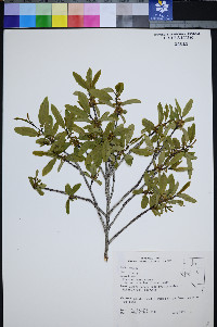 Frangula rubra subsp. rubra image
