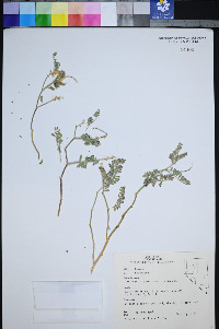 Astragalus pseudiodanthus image