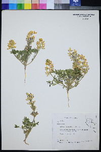 Lupinus malacophyllus image