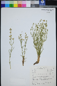 Frasera gypsicola image