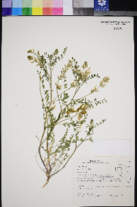 Astragalus lentiginosus var. macrolobus image