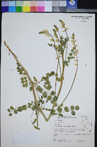 Astragalus porrectus image