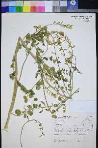 Astragalus porrectus image