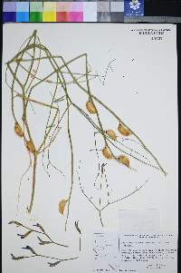 Astragalus serenoi var. serenoi image