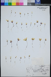 Gymnosteris nudicaulis image