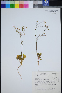 Eriogonum rubricaule image