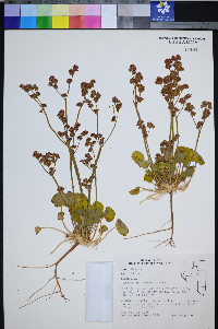Eriogonum lemmonii image