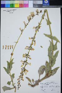 Penstemon bicolor subsp. bicolor image