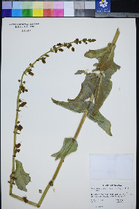 Penstemon bicolor subsp. bicolor image