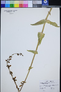 Penstemon bicolor subsp. bicolor image