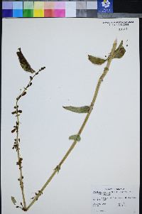 Penstemon bicolor subsp. bicolor image