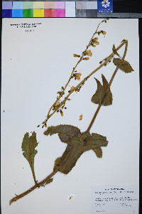 Penstemon bicolor subsp. bicolor image