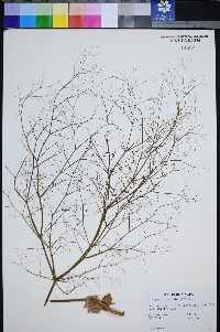 Eriogonum viscidulum image