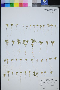 Linanthus arenicola image