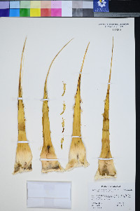 Agave utahensis var. eborispina image