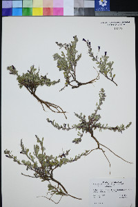 Penstemon thompsoniae var. jaegeri image
