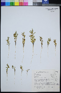 Oryctes nevadensis image