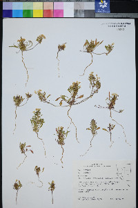 Eremothera nevadensis image