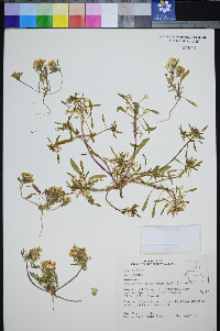 Eremothera nevadensis image