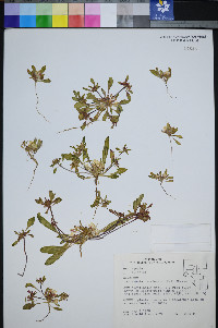 Eremothera nevadensis image