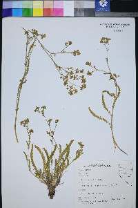 Ivesia kingii image