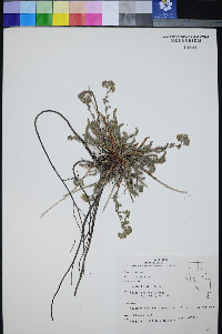 Ivesia kingii image