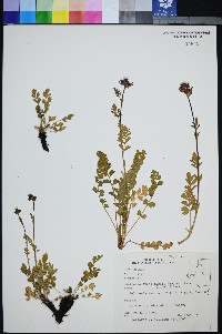 Horkelia fusca var. capitata image